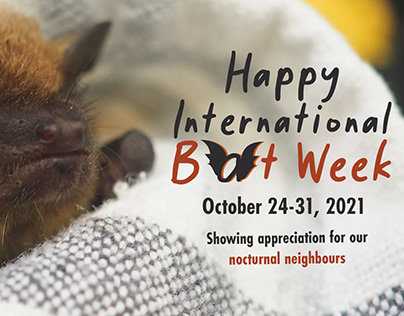 TWC International Bat Week Social Media Banner