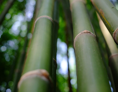 Sustainable bamboo lamp