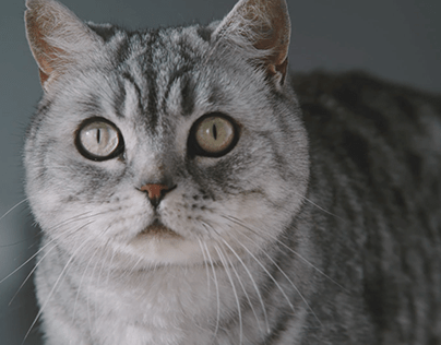 Whiskas® Cat Day 2019 | Activation Campaign
