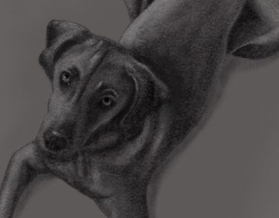 Siggy, the dog - charcoal