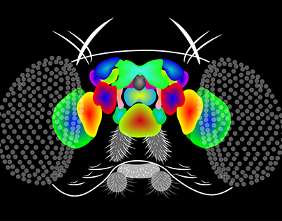 Fruit Fly Whole Brain Mapping