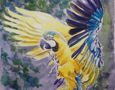 Watercolor Artwork - Parrot