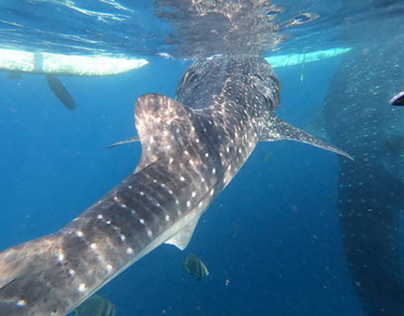 Whale Shark Diving Indonesia