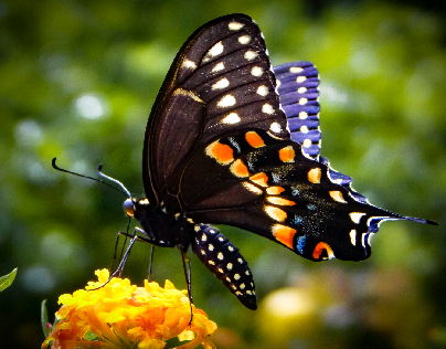 Butterfly Macros