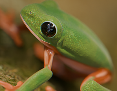 Black Eyed Tree Frog - A Creature Study