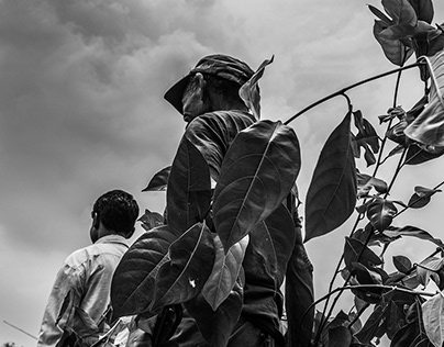 Tree Planters of Assam, India