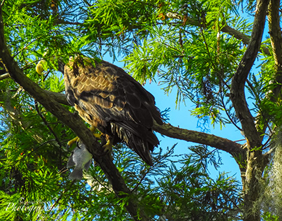 Bald Eagle in a Tree with a Fish