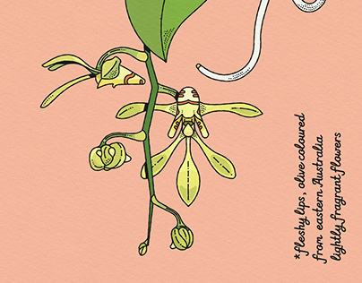 Project thumbnail - Botanical illustrations