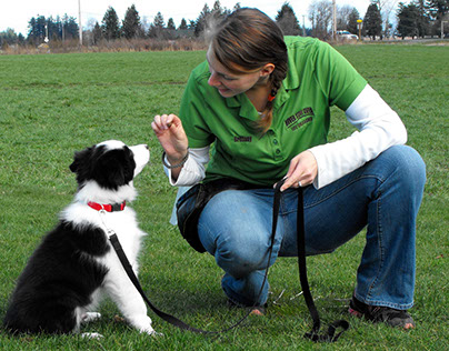 Tips for Training a Border Collie