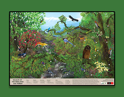 Wildlife of the Himalayan Oak Forest | Illustration