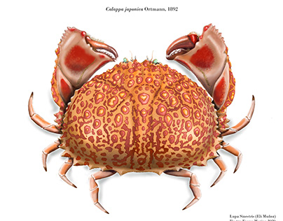 Marine crabs. Scientific illustration in colour