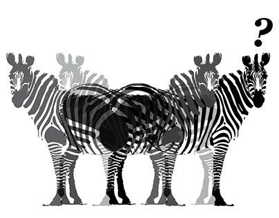 Q&A Zebras