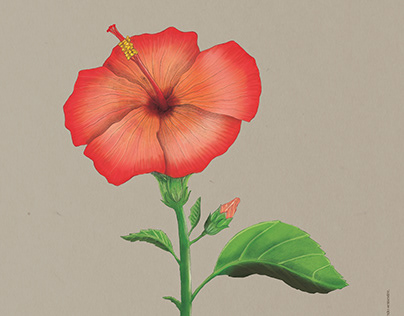 Ilustración científica. Hibiscus Rosa-Sinensis