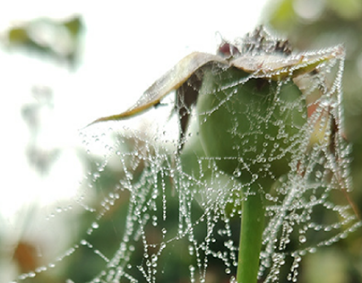 moist spider webs