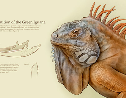 Dentition of the Green Iguana