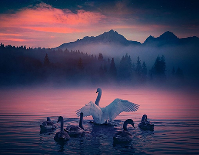 Swans (met painting)
