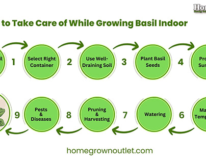 Things to take care of while growing basil indoor