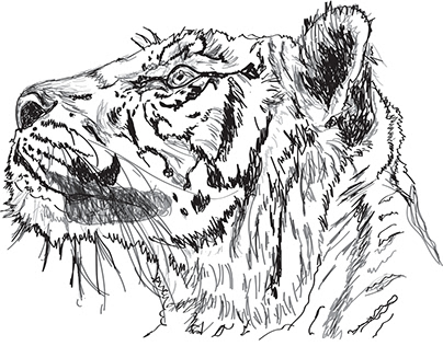 Tiger head sketch illustration https://displate.com/p