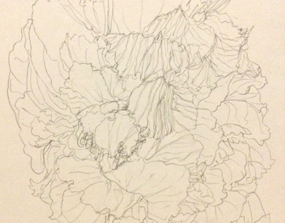 flower sketch Drunken Furong & Heart Camellia image
