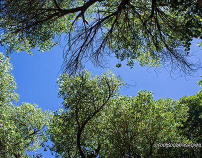 treetops in sky