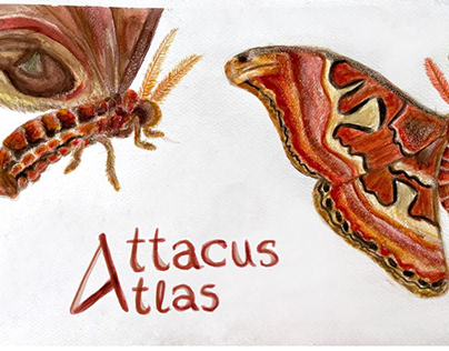 Ilustración de insecto Attacus Atlas