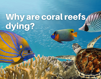 Why are coral reefs dying