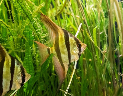 Best Angelfishes Food - Reviews & Buying Guide