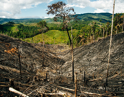 Deteniendo la deforestación: ¿Qué podemos hacer?