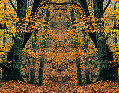 Woodland's Hidden Secrets Golden Autumn