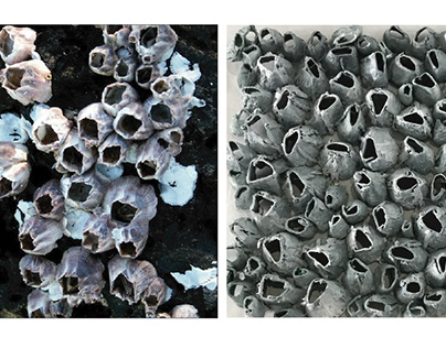 Arrecifes de Coral - TP Texturas | FGDT Cátedra Izza