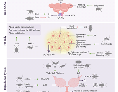 Role of lipids on insect reproduction