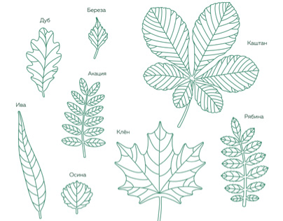 Outlines of leafs for engraving