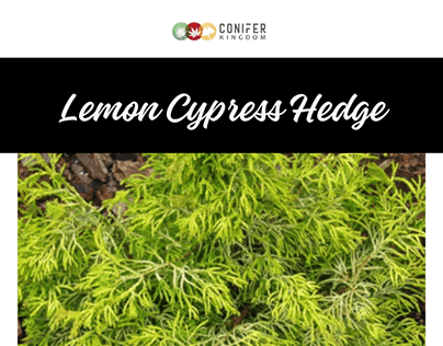 Lemon Cypress Hedge