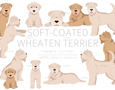 Soft coated Wheaten Terrier