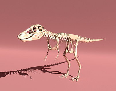 T-Rex Complete Skeleton Anatomy