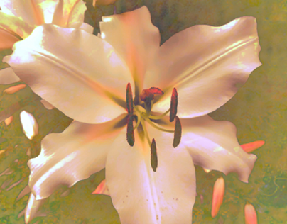 Mother of pearl lilies