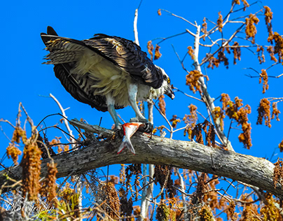 Osprey and its Fish