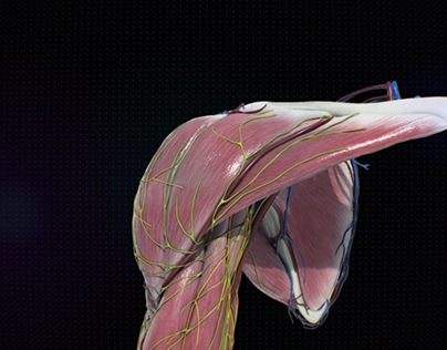 Medical CGI - humerus bone loss and surgery