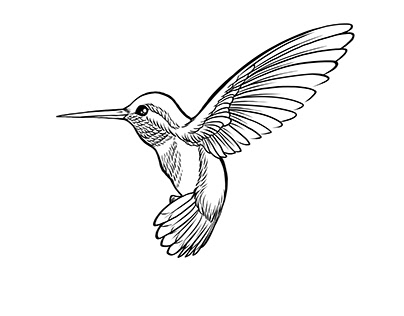 Hummingbird Animation /ANIMACIÓN Colibrí