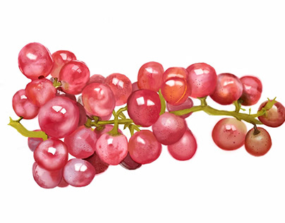 Still Life - Grapes