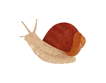 Snail Illustration
