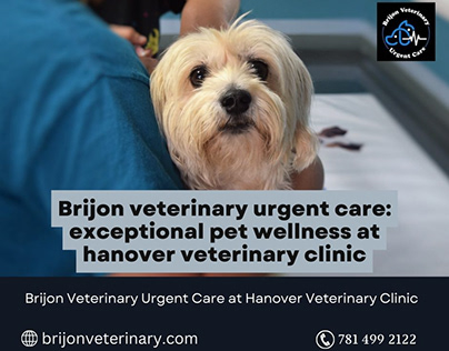 Exceptional Pet Wellness at Hanover Veterinary Clinic