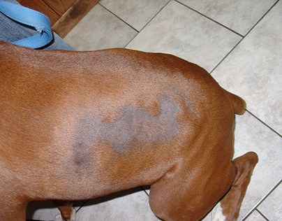 Common Dog Skin Problems and Their Causes