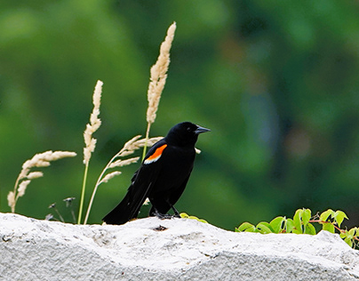 Red-winged Blackbirds & Wildflowers