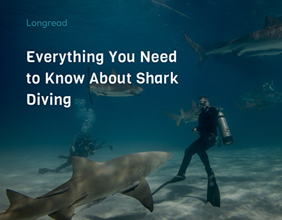 Longread about Shark Diving