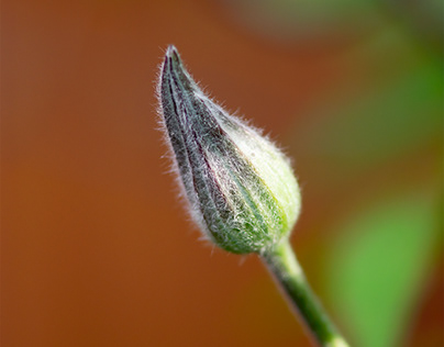 Clematis Flower Buds