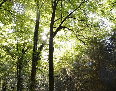 Natural Light, Virginia Forest
