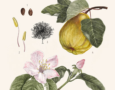 KCAI Commissioned Botanical Illus. for History Book