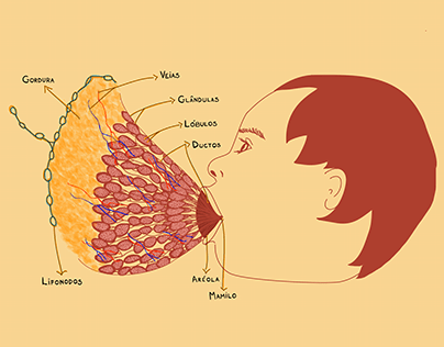 Anatomia de Seio Lactante
