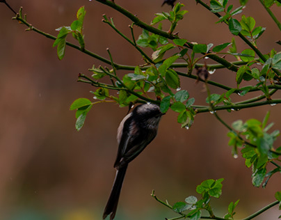 Envolée poétique : Capturer la beauté ailée des oiseaux